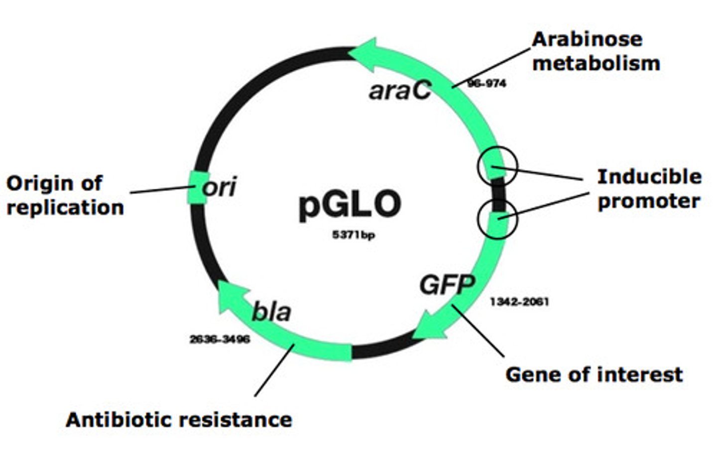 <p>pGLO plasmid</p>
