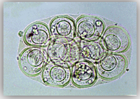 <p>What type of egg is this? </p>