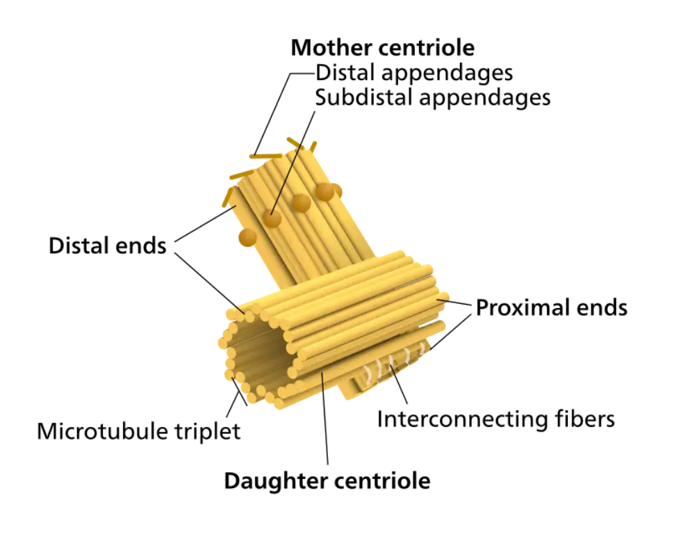 <ul><li><p>found in all eukaryotic cell types - mitosis/meiosis</p><ul><li><p>bacteria divide via binary fission → doesn’t require microtubules</p></li></ul></li><li><p>in animal cells, MTOC = centrosome</p></li><li><p>in plant cells, MTOC = spindle poly body</p></li><li><p>organized in 9 × 3 array = 9 groups of 3 microtubules arranged in a circular pattern</p></li></ul><p></p>