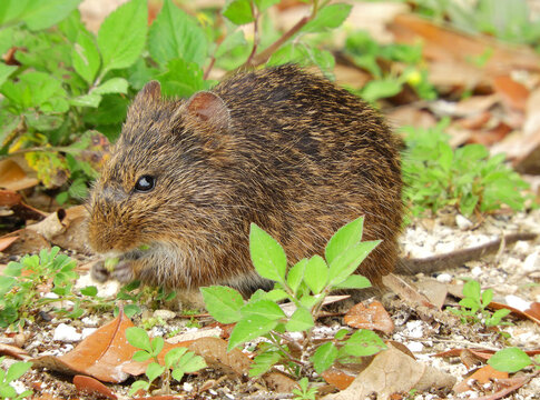 <p> Common in dense grassy vegetation.</p><p><strong>8–12 in total length. Robust-bodied rats with coarse, dark grizzled pelage and relatively small ears partly hidden in fur. Tail sparsely haired and shorter than head-body length.</strong></p>
