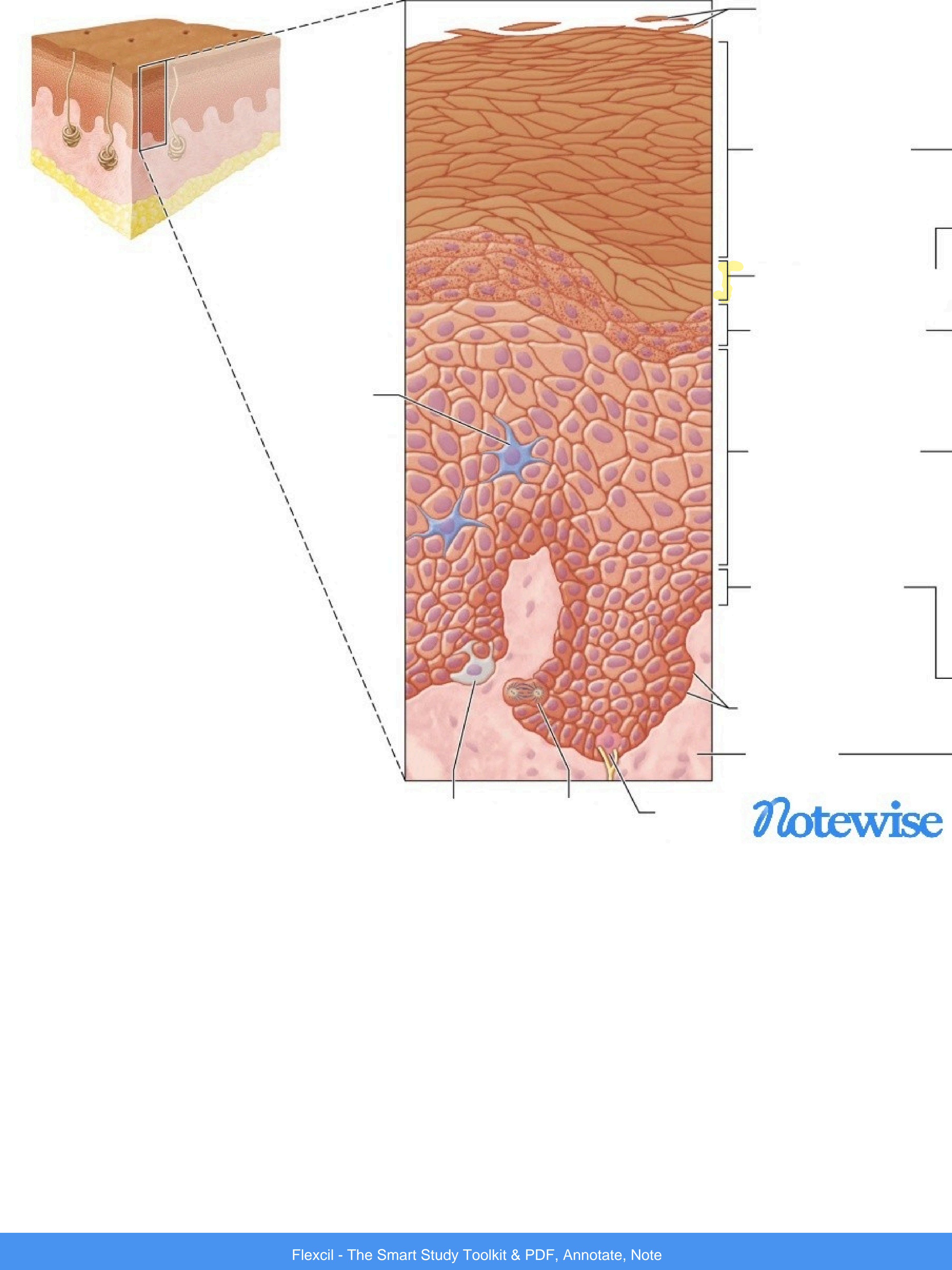 <p>What layer of the epidermis is highlighted?</p>