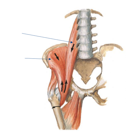 <p>Label the following diagram</p>