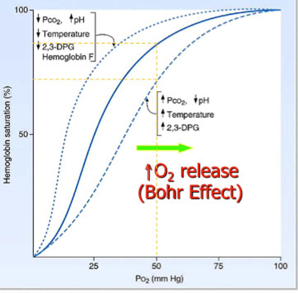 <p>As acidity increases (pH decreases), affinity of Hb for O2 decreases</p><p>Decreased Attraction of Hb to O2, Right shift caused by an increase in PCO2.</p><p>Hb loads more O2 in lungs where pH is high and unloads more in tissues where pH is low</p>