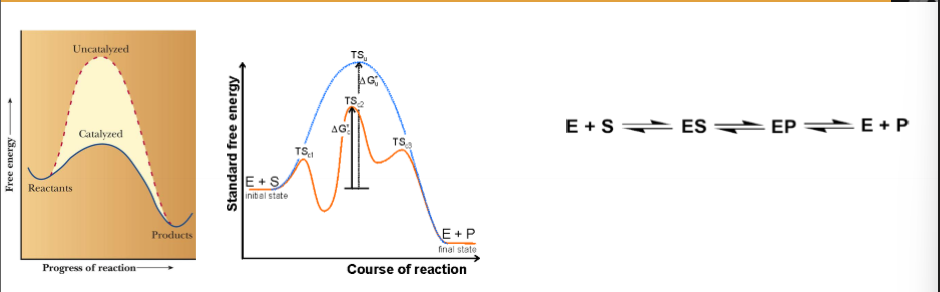 <p>Catalyst that increases the rate of a reaction</p>