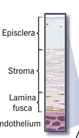 <p>Layer of clear, thin tissue thats the outer most layer, with blood vessels, without lymphatic vessels in adult eyes</p>