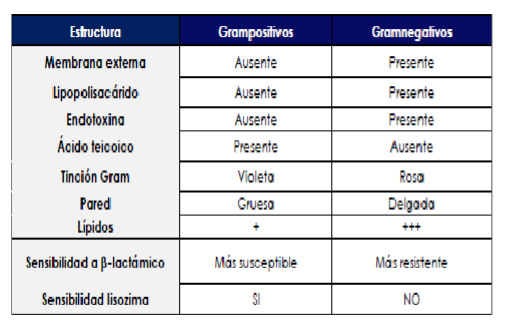 <ul><li><p>Compuesto por cadenas largas de NAG y DAG mediante enlaces beta 1,4 </p></li><li><p>El método para diferenciar dicha pared es la tinción de Gram</p></li></ul><p></p>