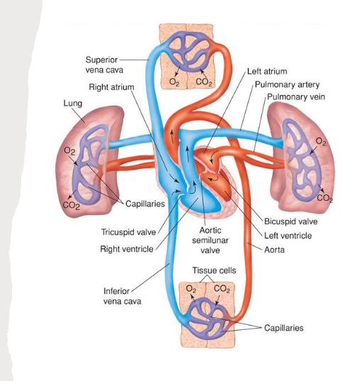 <p>Where do lymph ducts drain into?<br></p>