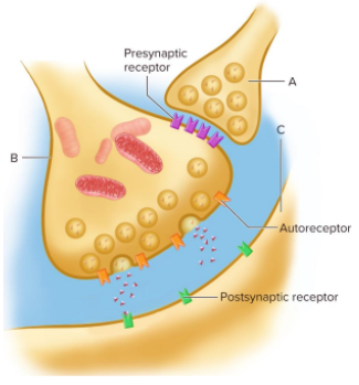 <p>axo-axonic synapse</p>