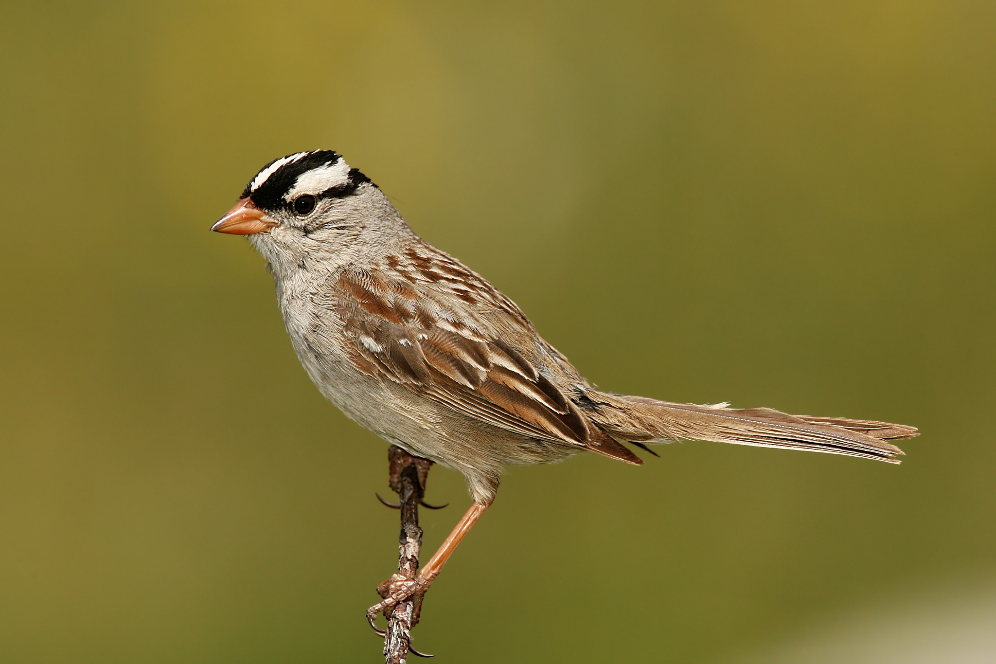 <p>brown with b/w crown</p>