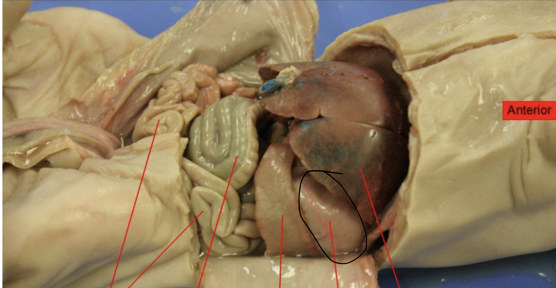 <p>Identify this Organ</p>
