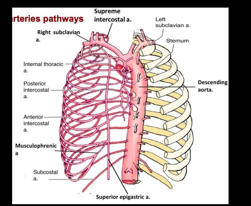 <p>Flow from thoracic wall or shoulder region to axillary artery distal to obstruction</p>