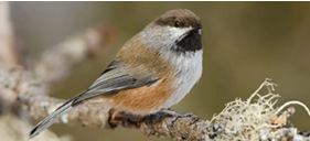 <p>What Bird species is this?</p>