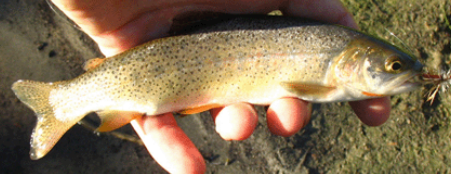 <p>Snake river cutthroat trout</p>