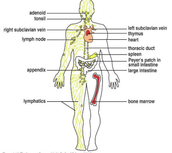 <p>What are GALTs?</p>