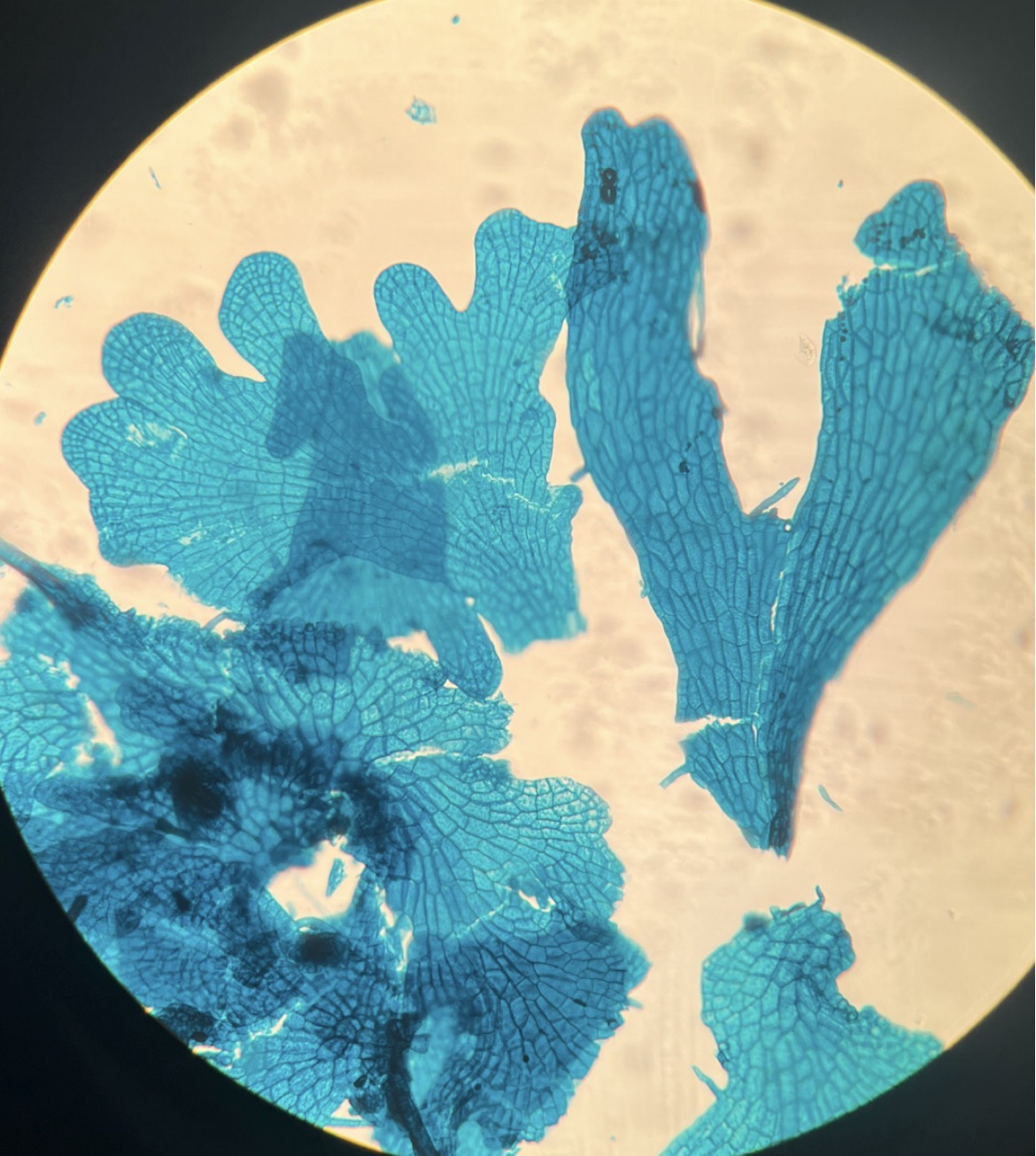 <p>Deblo poddeblo razred rod slika</p>