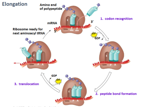 <p>A= the new tRNA enters here and brings the next amino acid that matches the mRNA codon</p><p>P= carries the growing protein chain</p><p>E= the tRNA that has already dropped off its amino acid moves here and then it leaves the ribosome</p>
