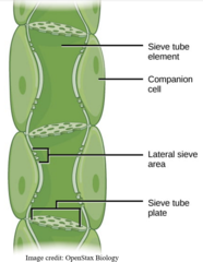 <p>sieve and companion cells</p>