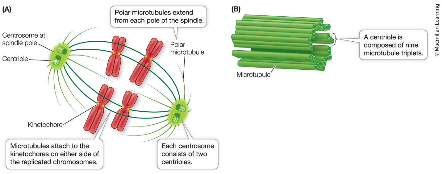 <p>Prophase</p>