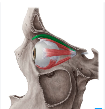 <p>What is the figure in green? Innervation? Function?</p>