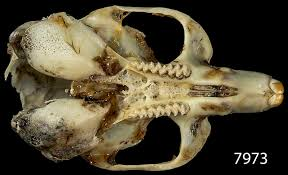 <p>Family Cricetidae Lemmiscus curtatus( sagebrush vole)</p>