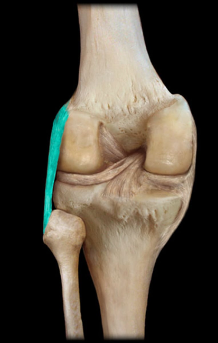 <p>Extracapsular ligaments located on the lateral side of the joint capsule of the knee, prevents the knee joint from sliding off to the outer side of the body axis. Halts leg extension, prevent hyperextension, and prevents the leg from moving laterally and medially at the knee.</p>