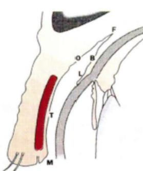 <p>identify the 5 regions of the conjunctiva microscopically</p>