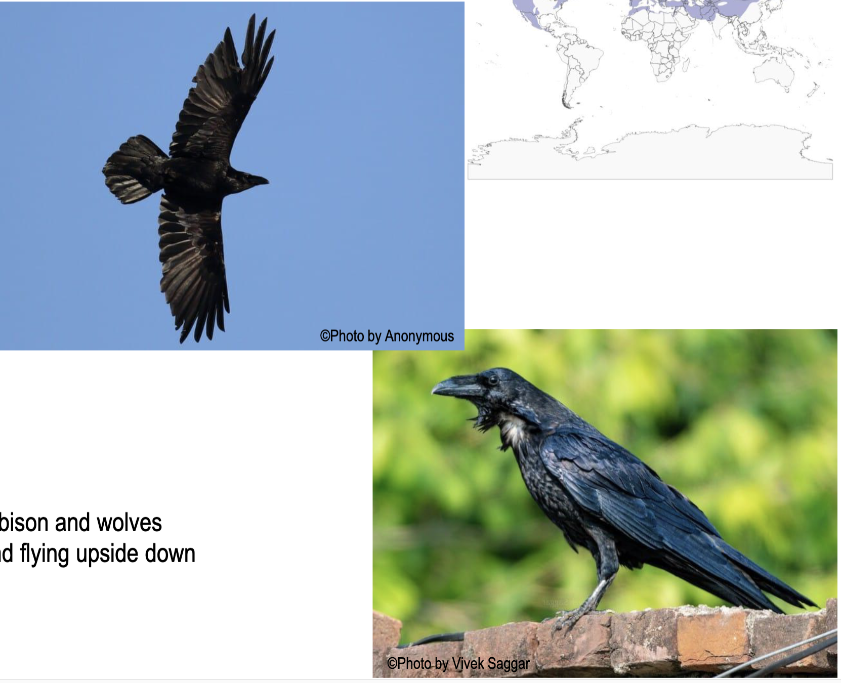 <p>Who is this?</p><p>Field Marks:</p><p>⢠Very large, glossy black, with heavy black bill</p><p>⢠Wedge-shaped tail</p><p>⢠Elongated throat feathers, called āhacklesā</p><p>⢠Long, tapered wings reach tail tips</p>