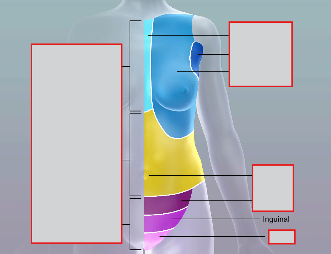 <p>inguinal</p>