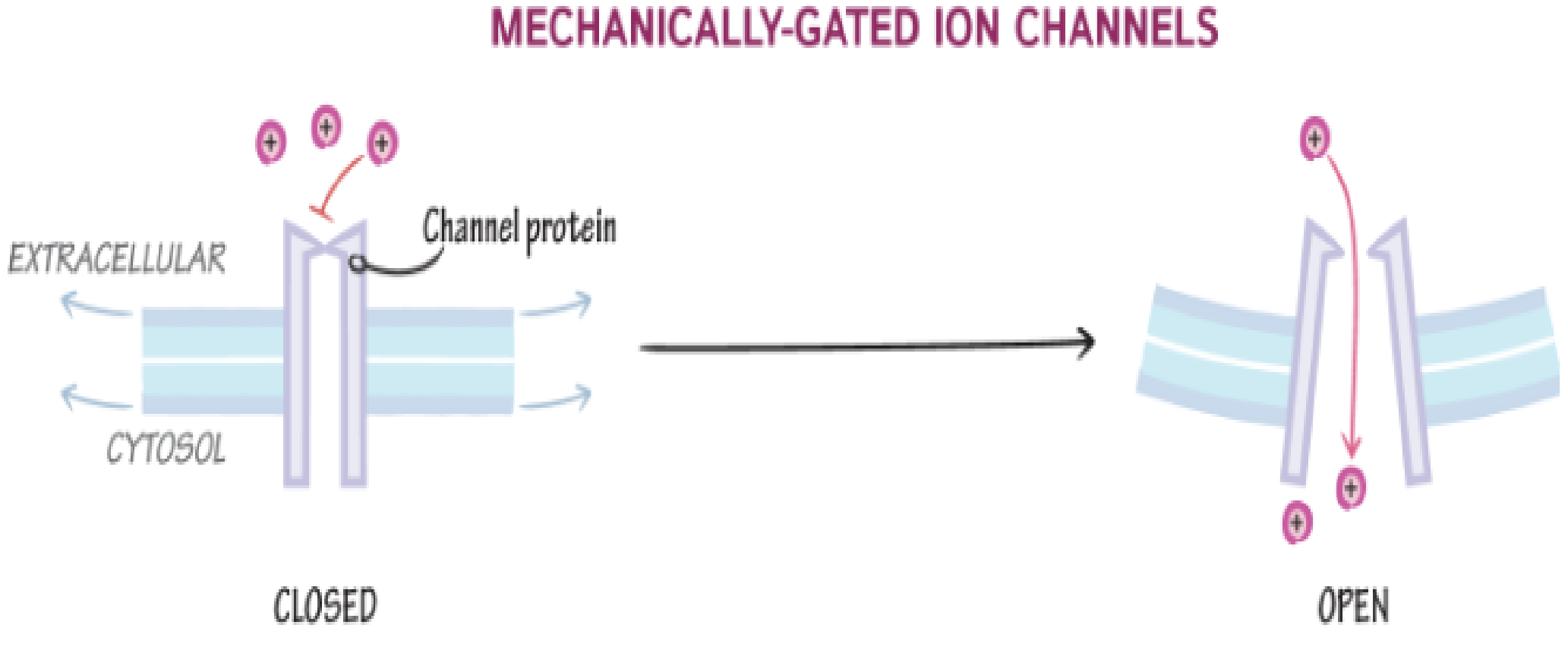 <p><strong>Gated Ion Channels</strong></p><ul><li><p>What are the three types of gated ion channels?</p></li><li><p>What do mechanically gated ion channels respond to?</p></li><li><p>Give examples of stimuli for mechanically gated channels.</p></li></ul><p></p>