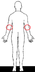 <p>posterior aspect of the elbow (back of elbow)</p>