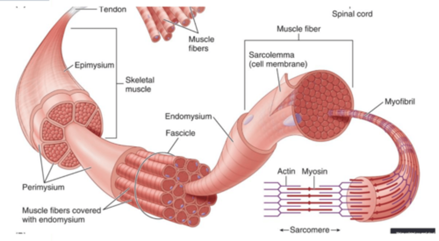 <p>Shorten to cause movement of the body. They are organized into tissues and move the skeleton, heart, and internal organs. These muscle cells are called fibers because they are long and narrow when relaxed.</p>