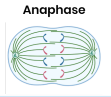 <p><strong>What happens during anaphase?</strong></p>