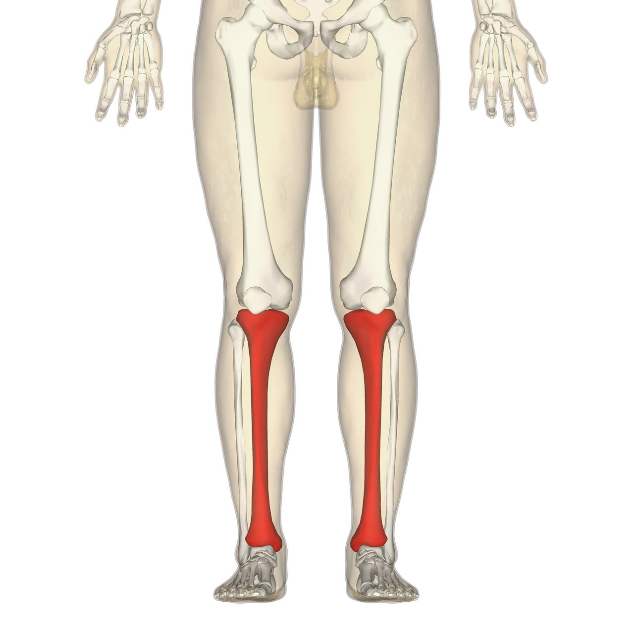 <p>The larger, medial weight-bearing bone of the lower leg (shin bone). ๐ VISUAL LOCATION: ๐ฆต The front, thicker bone of the lower leg (the part that hurts when you bang it on a table).</p><img src="https://upload.wikimedia.org/wikipedia/commons/thumb/0/0b/Tibia.png/500px-Tibia.png" data-width="50%" data-align="center" alt="Tibia Location" style="display: block; width: 50%; margin-left: auto; margin-right: auto;"><p></p>