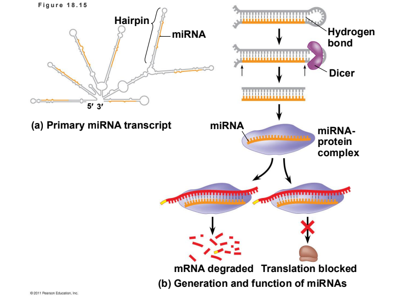 <p>miRNAs are small single-stranded RNA molecules that bind to complementary sequences in mRNA. They can either degrade the target mRNA or block its translation. This phenomenon is called RNA interference (RNAi).</p>
