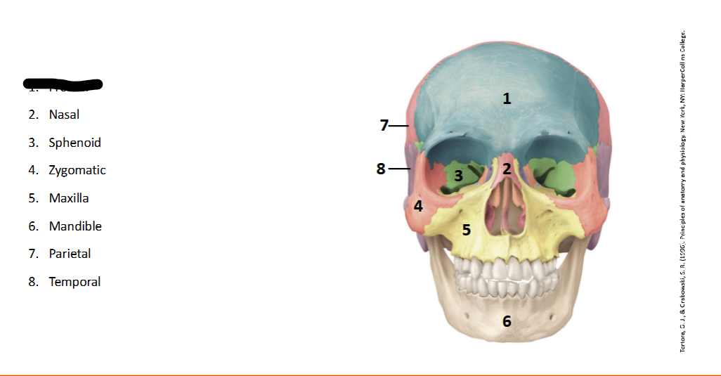 <p>What landmark within the <strong>Skull?</strong></p>