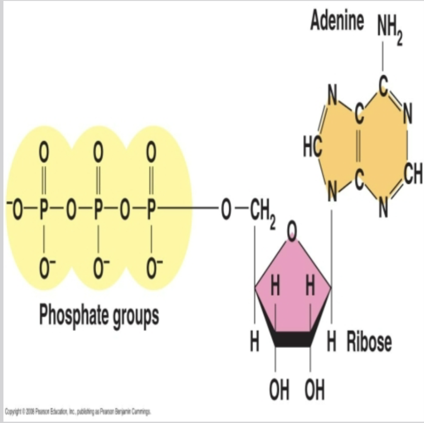 <ul><li><p>Nucleotide: </p><ul><li><p>1 <strong>adenine-nitrogenous </strong>base</p></li><li><p>3 phosphate groups</p></li></ul></li></ul><p></p>
