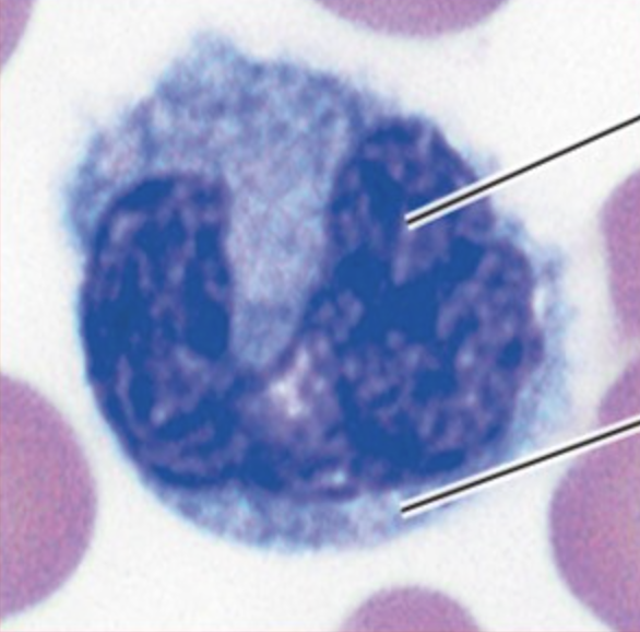 <p>What is the range of the cell pictured here</p>