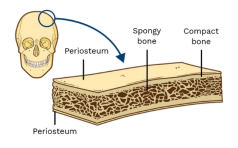 <p>B. Flat bones</p>