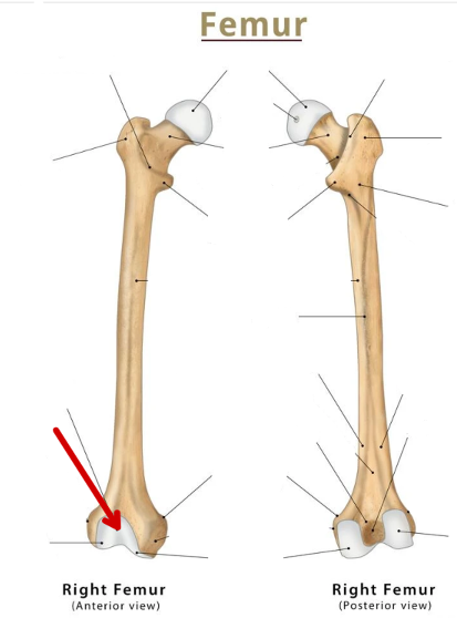 <p>Femur</p>