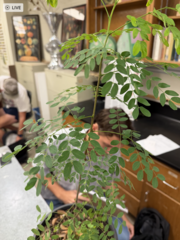 <p>Bi-pinnately compound leaves, small oval leaves</p>