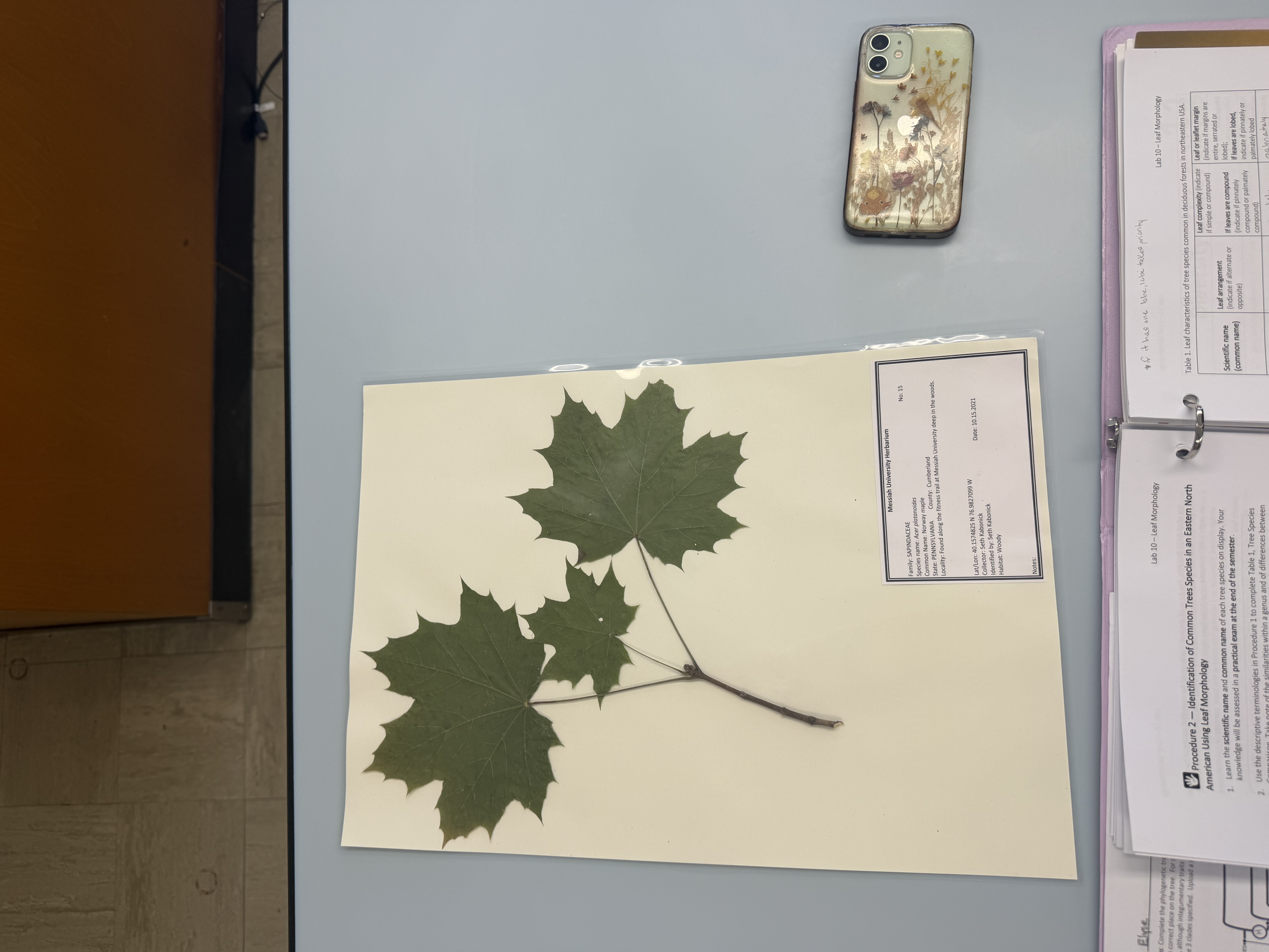 <p>acer platanoides</p>