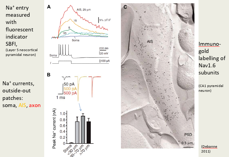 <p>-measure Na+ entry w fluorescent indicator SBFI</p><p>-Na+ currents using outside-out patches (soma, AIS, axon)</p><p>-immuno-gold labelling of ion channel subunits (Nave1.6)</p>