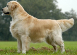 <p>welk type hond is dit</p>