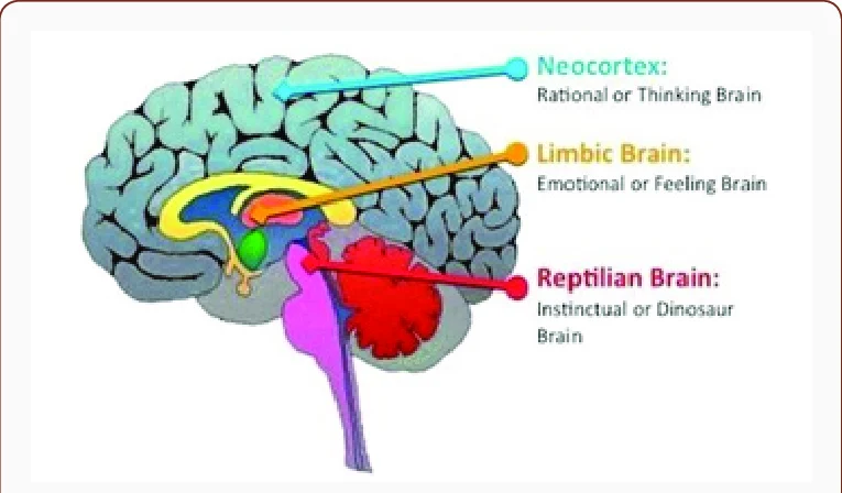 <p>•The Neocortex: is the top layer of the cerebral cortex, that is involved in high order mental processes such as language, attention and memory.</p><p>•Is divided into two hemispheres, each with four lobes that have different roles in memory</p><p>•<span style="background-color: yellow;">The neocortex is responsible for storing explicit memories</span></p><p>•<span style="background-color: yellow;">Involved in conscious awareness (problem solving and planning)</span></p><p>•<span style="background-color: yellow;">Helps <strong>retrieve</strong> long term memories</span></p><p></p><p>After learning something in class, the information is stored in the neocortex so you can remember it later (e.g. in a test).</p><p></p><ul><li><p><strong>hippocampus</strong> → helps <strong>form and consolidate</strong> new memories (short-term → long-term)</p></li><li><p><strong>neocortex</strong> → <strong>stores</strong> those long-term memories</p></li></ul><p></p>