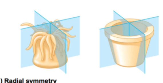 <p>Can be divided equally by any</p><p>longitudinal plane through the central</p><p>axis</p><p>• Often circular or tubular in shape,</p><p>with a mouth at one end</p>