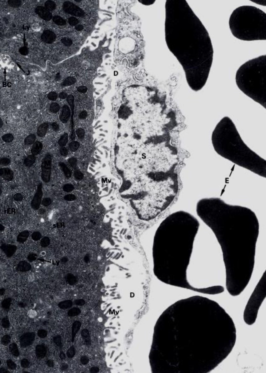 <p>Identify the Organ and Structures?</p>