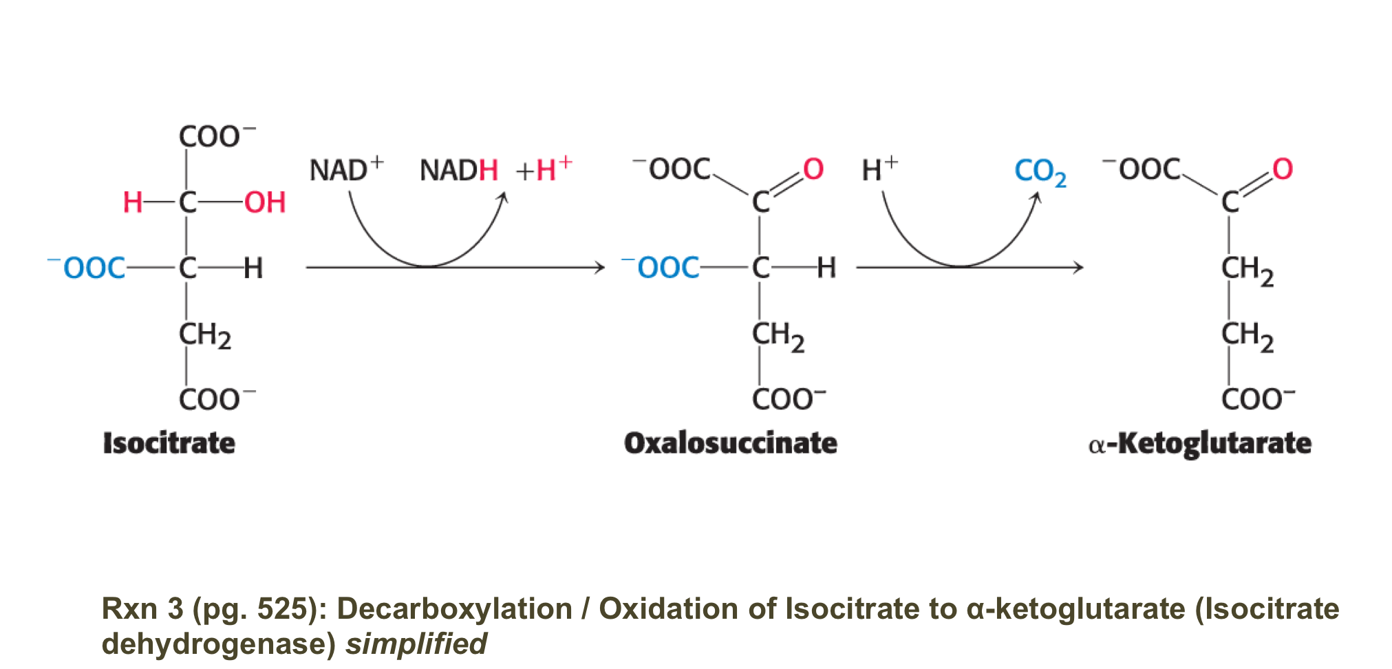 <ul><li><p>isocitrate is oxidised/decarboyxlated to alpha-ketoglutarate by isocitrate dehydrogenase </p></li><li><p>generates CO2 + NADDH </p></li><li><p>irrverible rxn </p></li><li><p>occurs in 2 steps: </p><ul><li><p>1. isocitrate is oixdized to oxalosuccinate generating NADH </p></li><li><p>2. Oxalosuccinate is decarboxylated to alpha-ketoglutorate (spontaneously) </p></li></ul></li></ul><p>note: the CO2 did not orginiate form the acetyl COA that just entered the cycle </p><p></p>