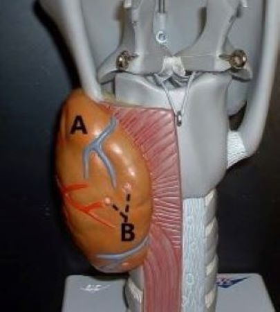 <p>B</p>