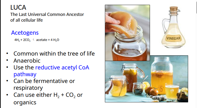 <ol><li><p>fermentative or respiratory</p></li><li><p>H2 + CO2 or organics</p></li></ol><p></p>