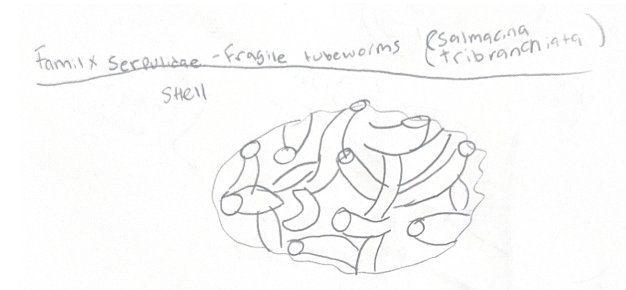 <p><span>they build tubes of CaCOs and never move again.</span></p>